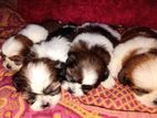 Shih Tzu Puppy