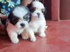 Shih Tzu Puppy