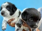 Shih Tzu Puppy