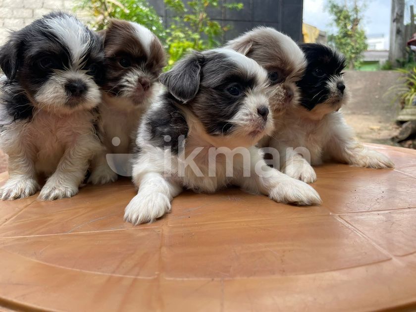Shih Tzu Puppy in Battaramulla ikman