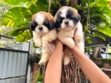 Shih-Tzu Puppies