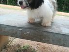 Shih Tzu Puppy