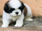 Shih Tzu Puppy