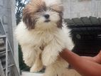 Shih Tzu Puppy