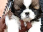 Shih Tzu Puppy