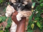 Shih Tzu Puppy