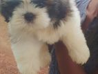 Shih Tzu Puppy