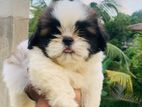 shih tzu puppy