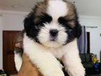 Shih Tzu Puppy