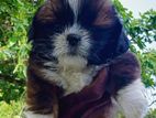 Shih Tzu Puppy