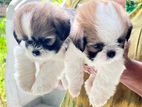 Shih Tzu Puppy