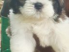 Shih Tzu Puppy