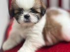 Shih Tzu Puppy