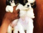 Shih Tzu Puppy