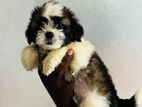 Shih Tzu Puppy