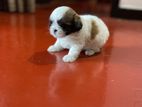 Shih Tzu Puppy