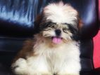 Shih Tzu Puppy