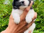 Shih Tzu Puppy