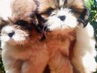 Shih Tzu Puppy