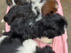 Shih Tzu Puppies