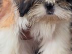 Shih Tzu Puppy