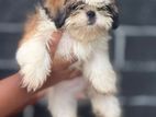 Shih Tzu Puppy