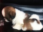 Shih Tzu Puppy