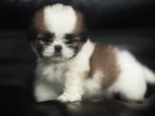 Shih Tzu Puppy