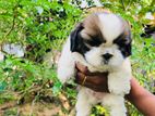 Shih Tzu Puppy