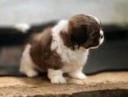 Shih Tzu Puppy