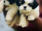 Shih Tzu Puppy