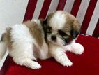 Shih Tzu Puppy