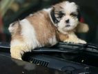 Shih Tzu Puppy