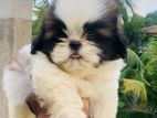 shih tzu puppy