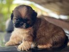 Shih Tzu Puppy