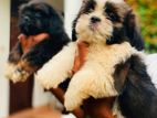 Shih Tzu Puppy