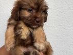 Shih Tzu Puppy