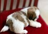 Shih Tzu Puppy in Hanwella