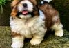 Shih Tzu Puppy in Colombo