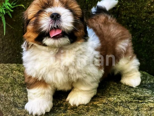 Shih Tzu Puppy