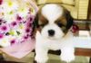 Shih Tzu Puppy Pets