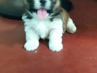 Shih Tzu Puppy