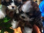 Shih Tzu Puppy