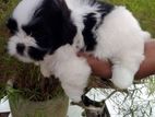 Shih Tzu Male