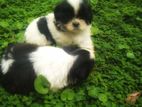 shih tzu puppy