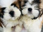 ShihTzu Puppy