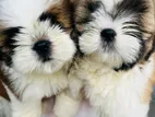 Shih Tzu Puppy