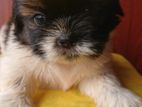 Shih Tzu Puppy