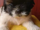 Shih Tzu Puppy