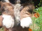 Shih Tzu Puppy